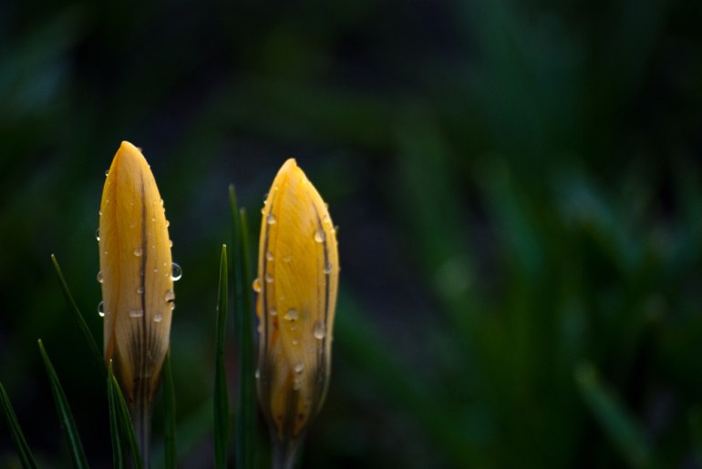 2 Quote A Flower Daily - Two Crocus
