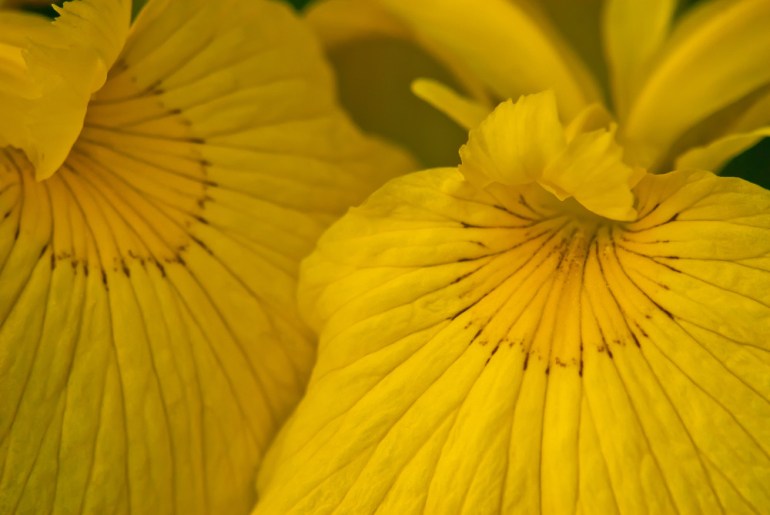 2 Quote A Flower Daily - Yellow Iris Closeup