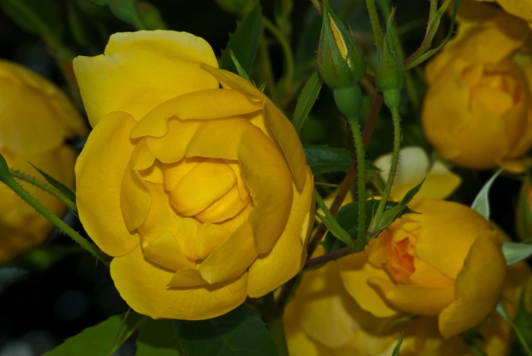 2 Quote A Flower Daily - Yellow Rose