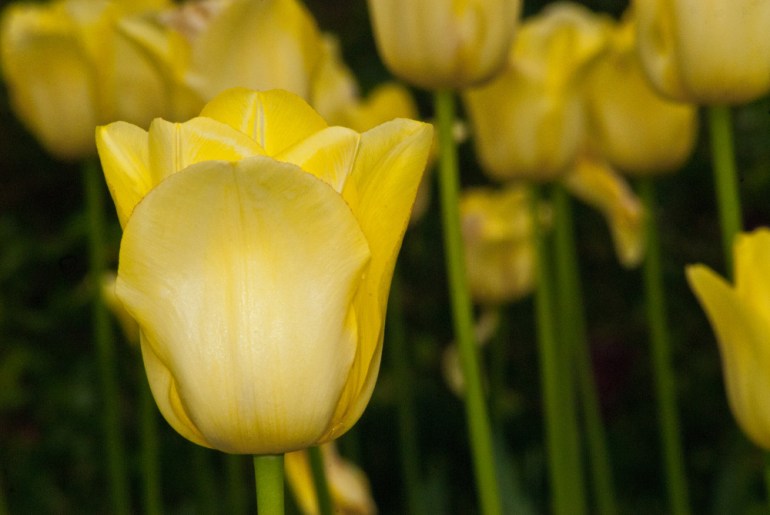 2 Quote A Flower Daily - Yellow Tulip-3