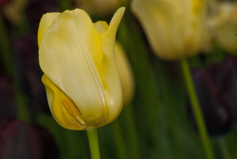 2 Quote A Flower Daily - Yellow Tulip