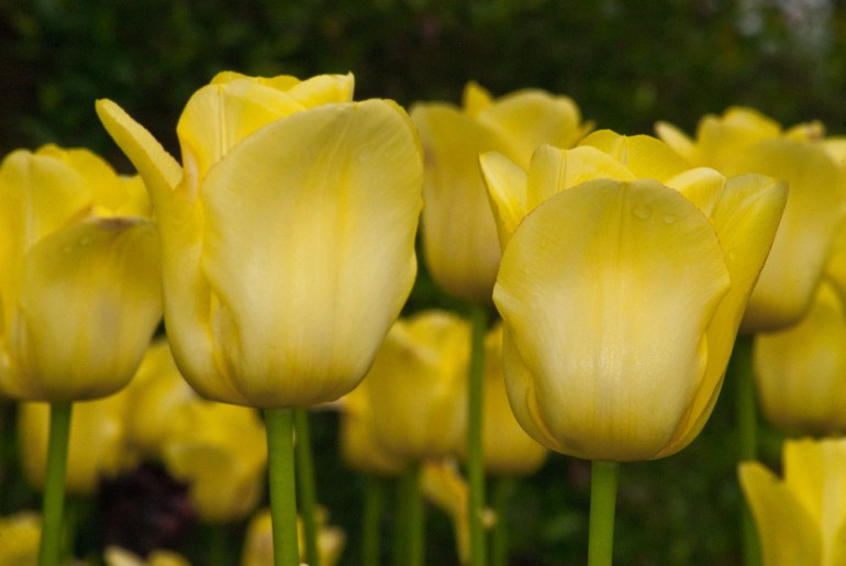 2 Quote A Flower Daily - Yellow Tulips