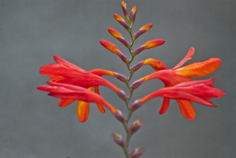 2 Quote A Flower Daily - Crocosmia 01