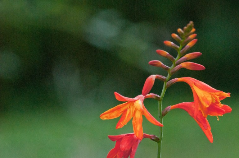 2 Quote A Flower Daily - Crocosmia 02