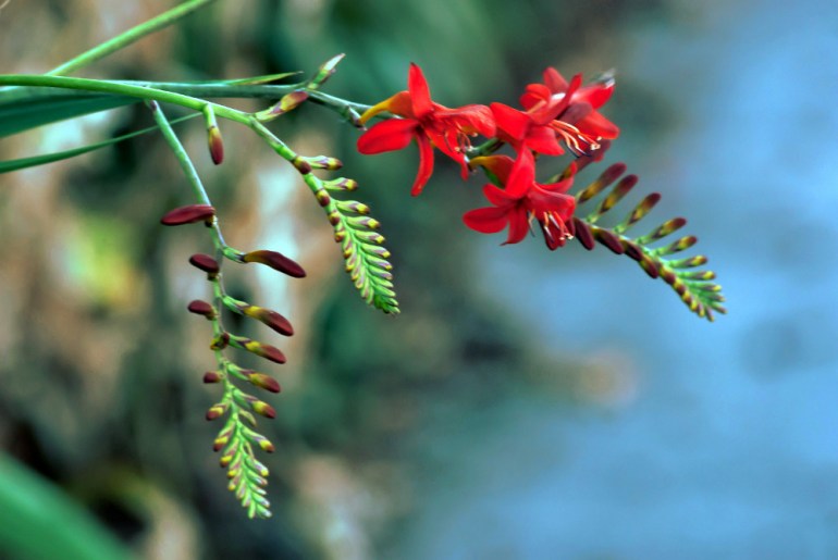 2 Quote A Flower Daily - Crocosmia 04