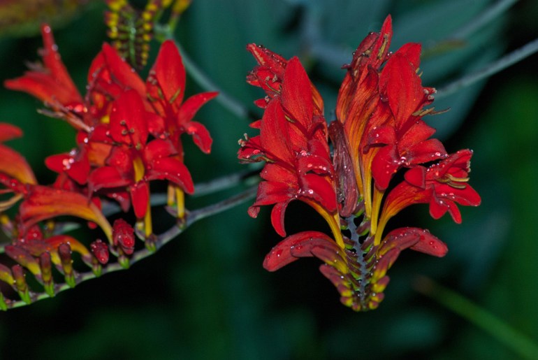 2 Quote A Flower Daily - Crocosmia