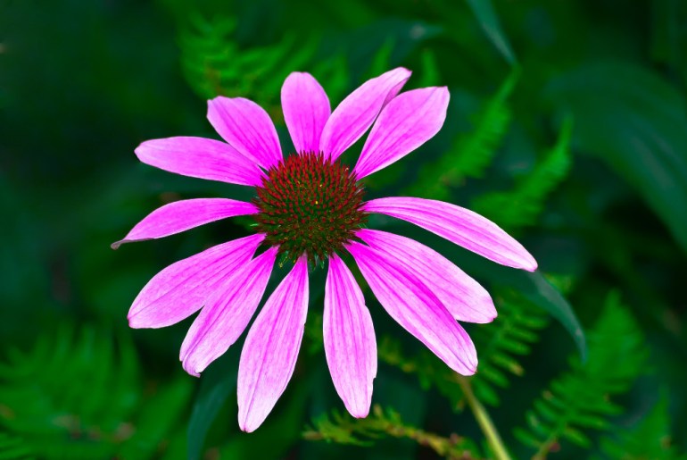 2 Quote A Flower Daily - Echinacia-2