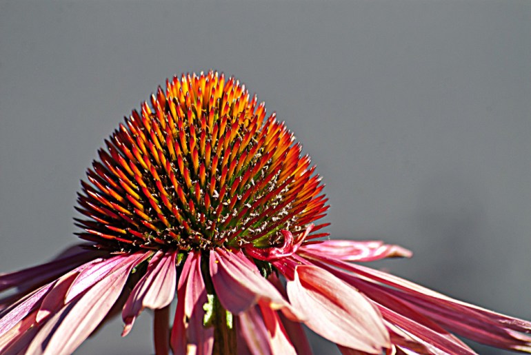 2 Quote A Flower Daily - Echinacia-4