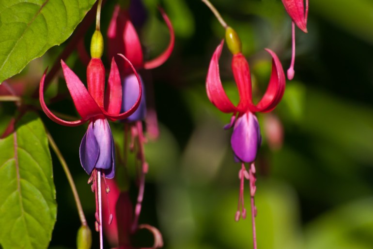 2 Quote A Flower Daily - Fushcia