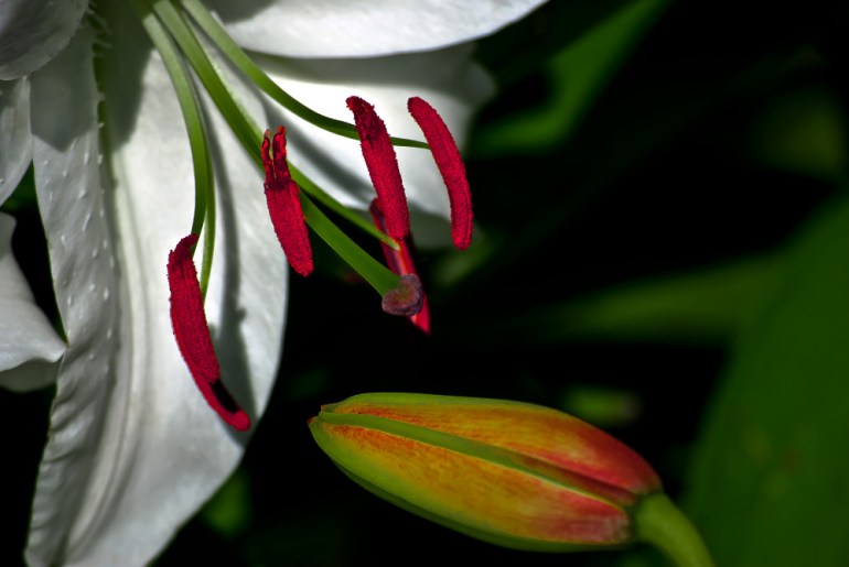 2 Quote A Flower Daily - Lily Bud