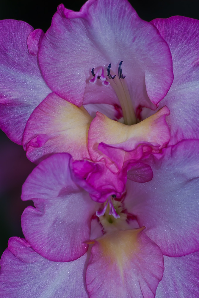 2 Quote A Flower Daily - Pink Gladiola