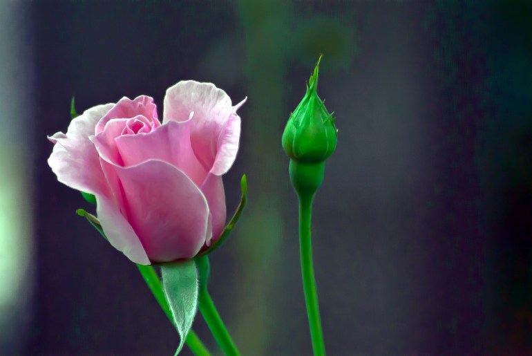 2 Quote A Flower Daily - Pink Rose Bud