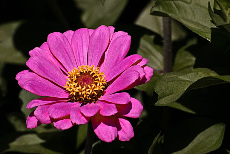 2 Quote A Flower Daily - Pink Zinnia 2