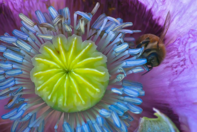 2 Quote A Flower Daily - Purple Poppy with Bee-1
