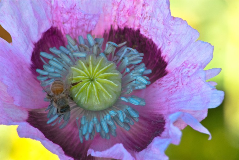2 Quote A Flower Daily - Purple Poppy with Bee-2
