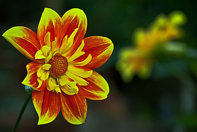 2 Quote A Flower Daily - Red Dahlia-2