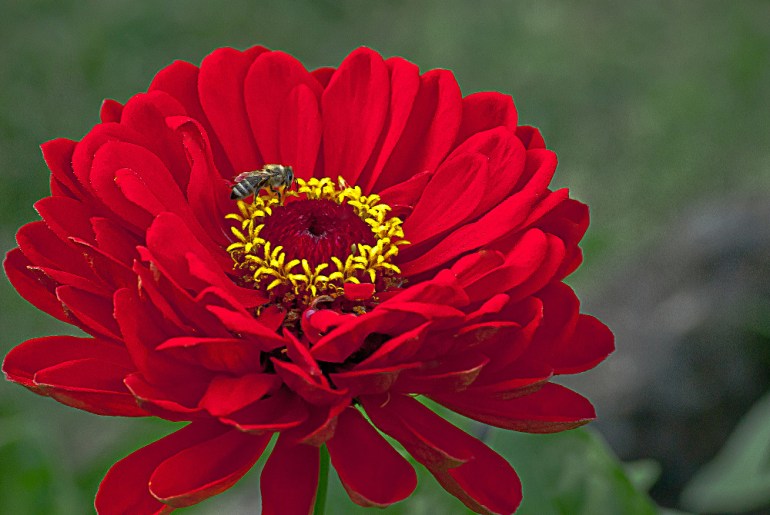 2 Quote A Flower Daily - Red Dahlia with Bee-2