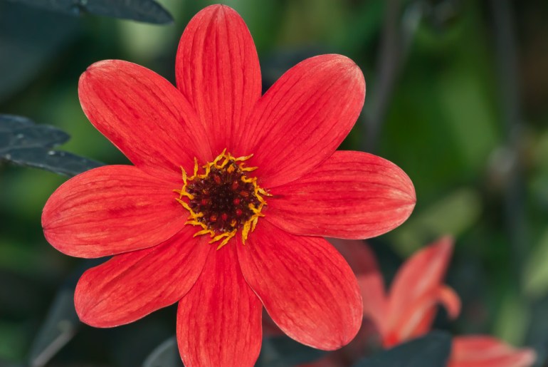2 Quote A Flower Daily - Red Dahlia