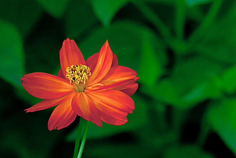 2 Quote A Flower Daily - Red Orange