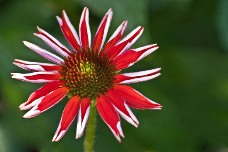 2 Quote A Flower Daily - Red Star