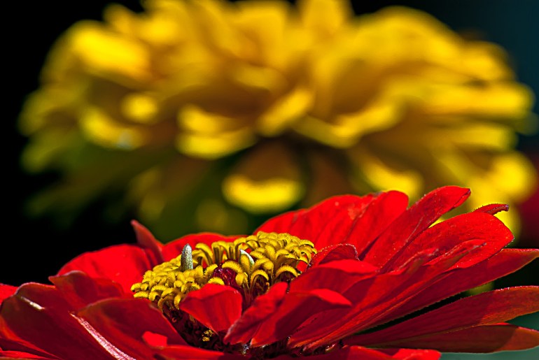 2 Quote A Flower Daily - Red Zinnia