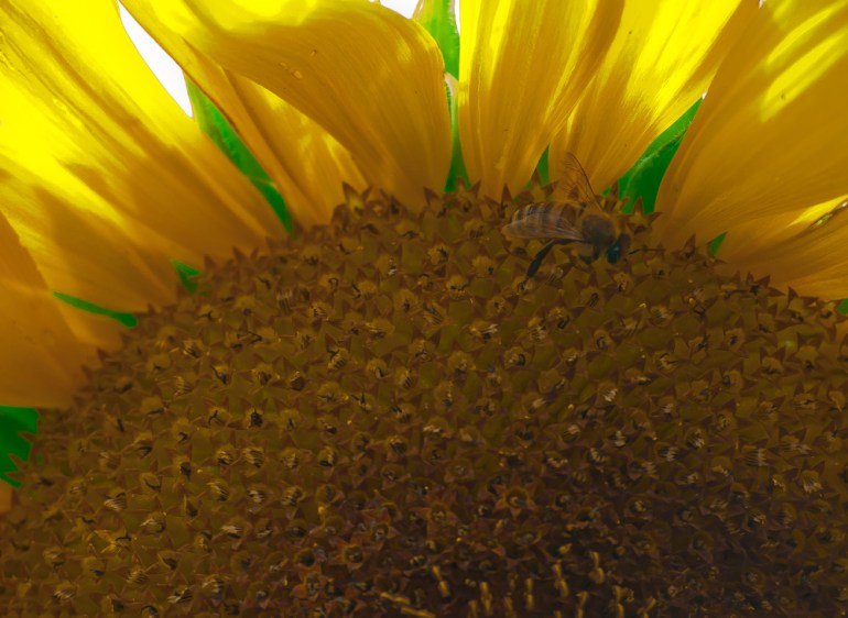 2 Quote A Flower Daily - Sunflower and Bee-2