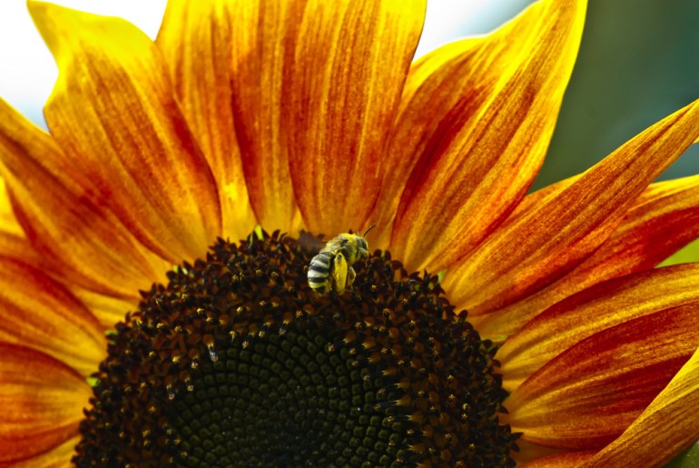 2 Quote A Flower Daily - Sunflower and Bee