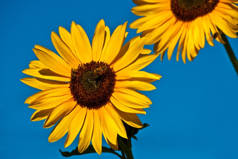 2 Quote A Flower Daily - Sunflower with Bees-1