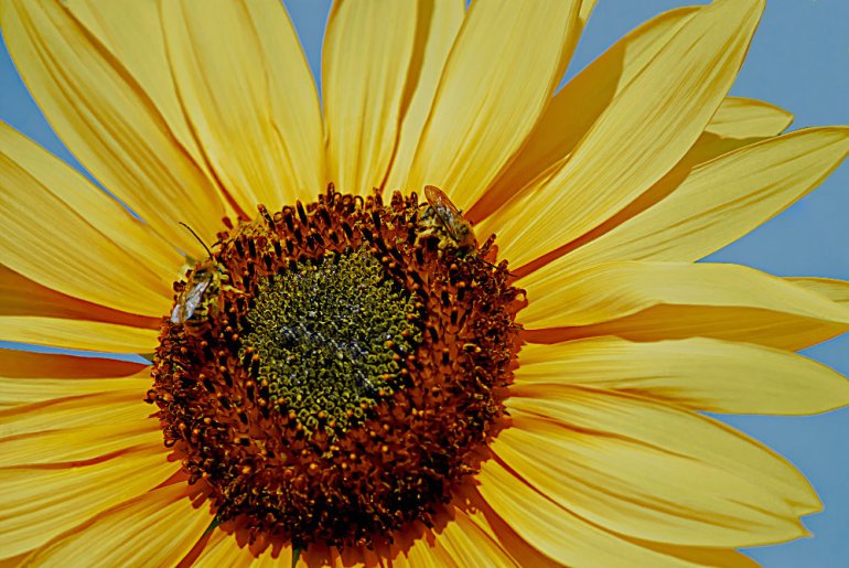2 Quote A Flower Daily - Sunflower with Bees-2
