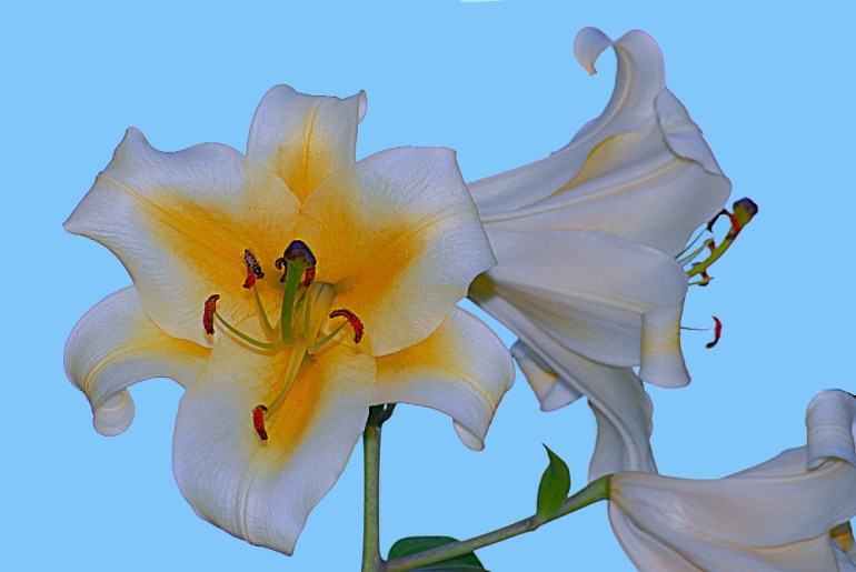2 Quote A Flower Daily - Trumpet Lily-2