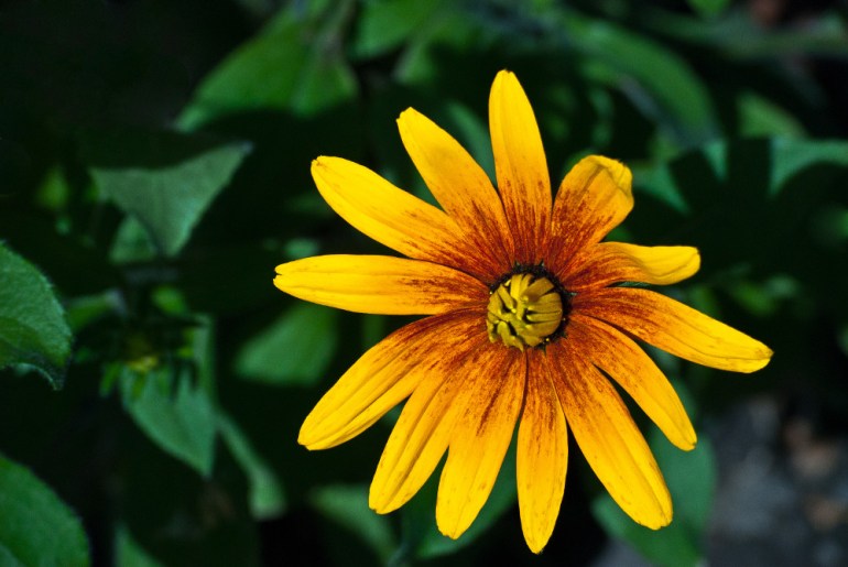 2 Quote A Flower Daily - Yellow Daisy-2