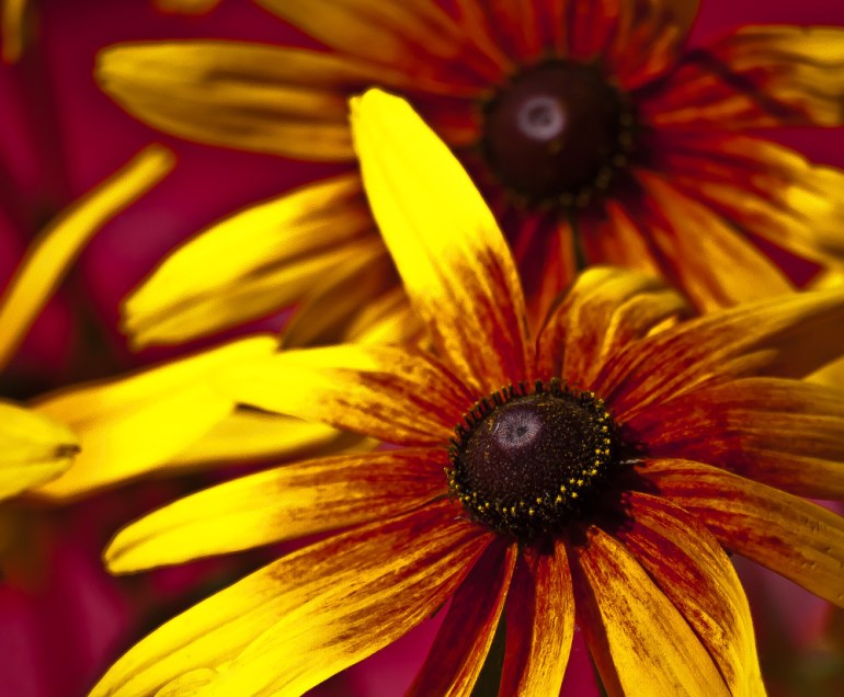 2 Quote A Flower Daily - Yellow Daisy