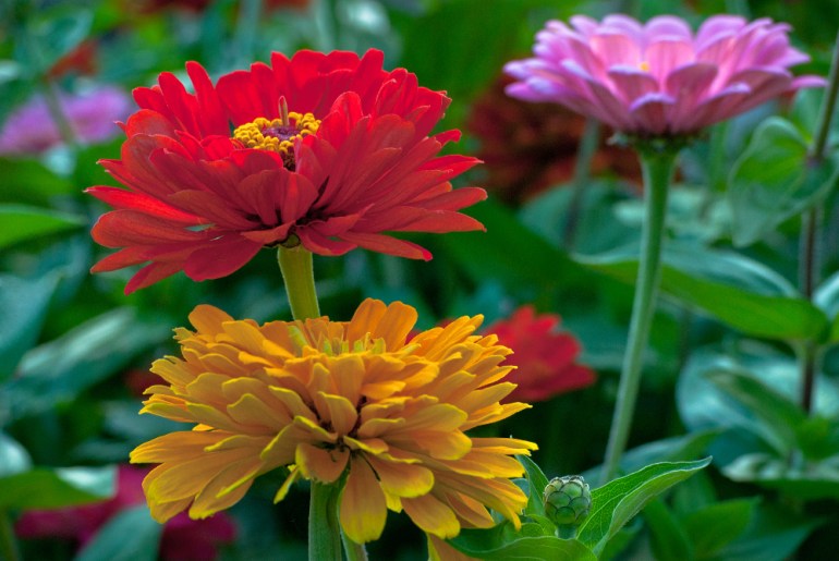 2 Quote A Flower Daily - 3 Zinnias