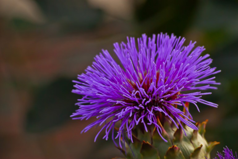 2 Quote A Flower Daily - Artichoke