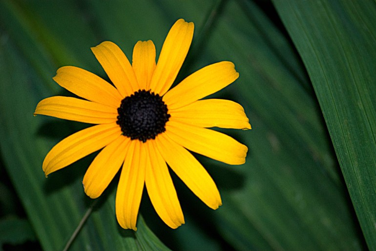 2 Quote A Flower Daily - Brown Eyed Susan