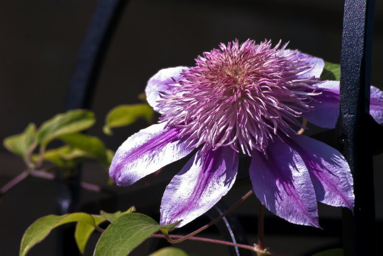 2 Quote A Flower Daily - Clematis