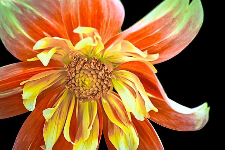 2 Quote A Flower Daily - Dahlia Fire