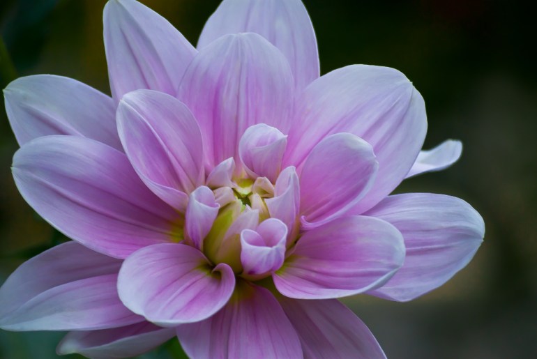 2 Quote A Flower Daily - Pink Dahlia