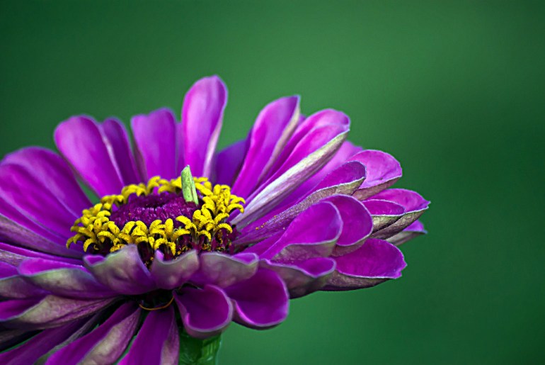 2 Quote A Flower Daily - Pink Zinnia