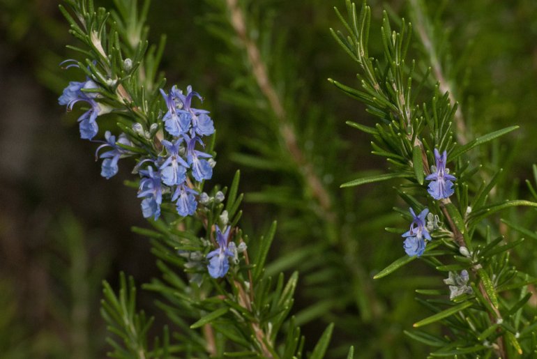 2 Quote A Flower Daily - Rosemary 01