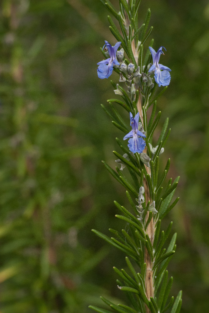 2 Quote A Flower Daily - Rosemary 02
