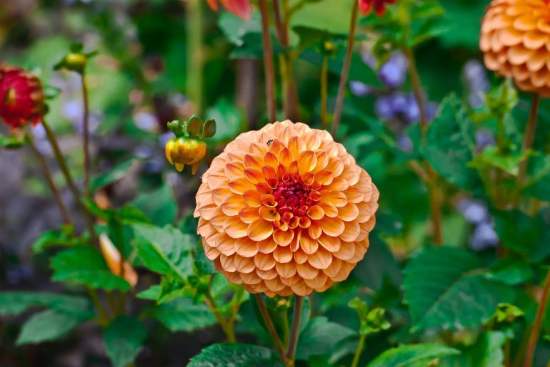2 Quote A Flower Daily - Salmon Dahlia 02