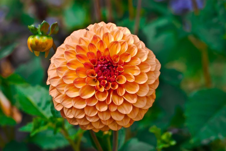 2 Quote A Flower Daily - Salmon Dahlia