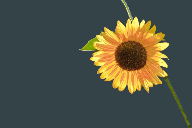 2 Quote A Flower Daily - Sunflower Sun