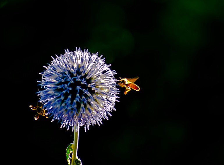 2 Quote A Flower Daily - Thistle and Bee