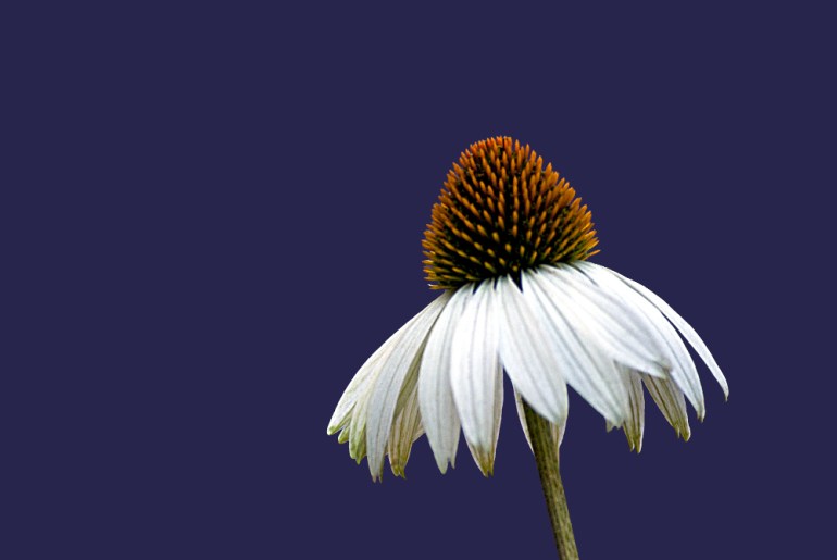 2 Quote A Flower Daily - White Echinacia 02