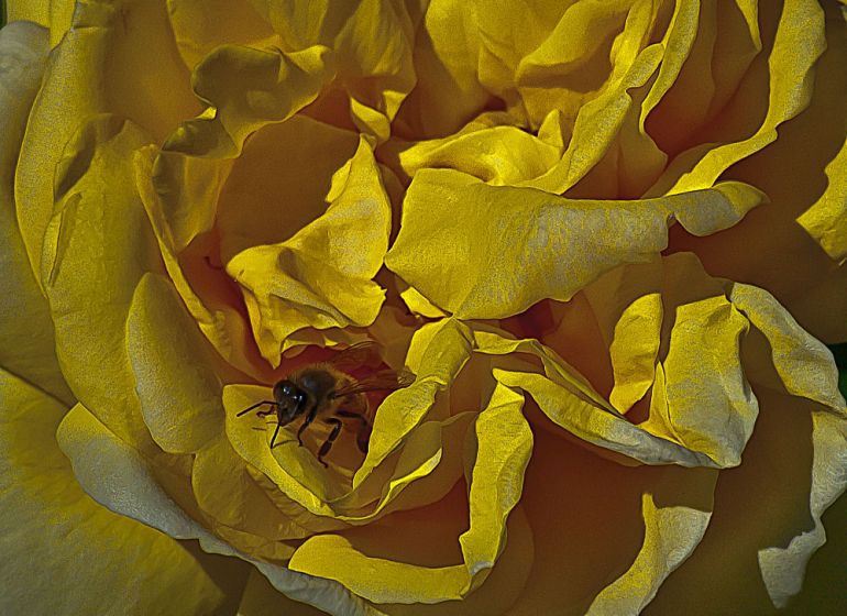 2 Quote A Flower Daily - Yellow Bee Rose Abstract