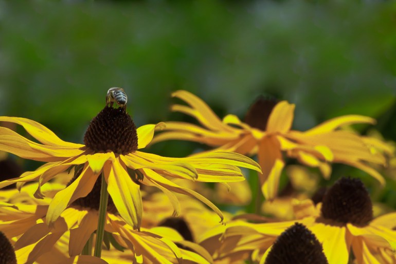 2 Quote A Flower Daily - Bee Daisy