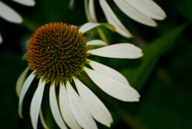 2 Quote A Flower Daily - Birdie