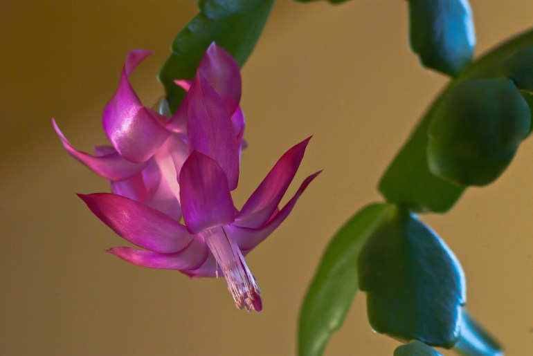 Vince Ferguson - Dragon Flower - Digital Image